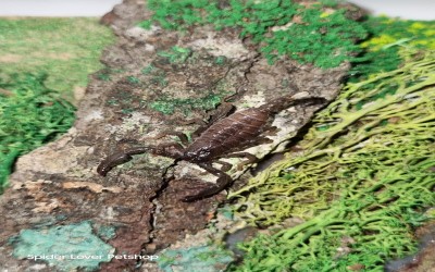 EMPEROR SCORPION/ KALAJENGKING EMPEROR SLING